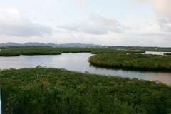 Del_Carmen_Mangrove_Forest