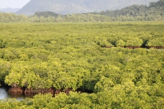 DEL CARMEN MANGROVE FOREST