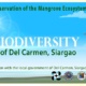 The Mangrove Biodiversity of Del Carmen, Siargao