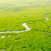 Mangroves Aerial View